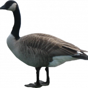 Goose PNG -afbeeldingsbestand