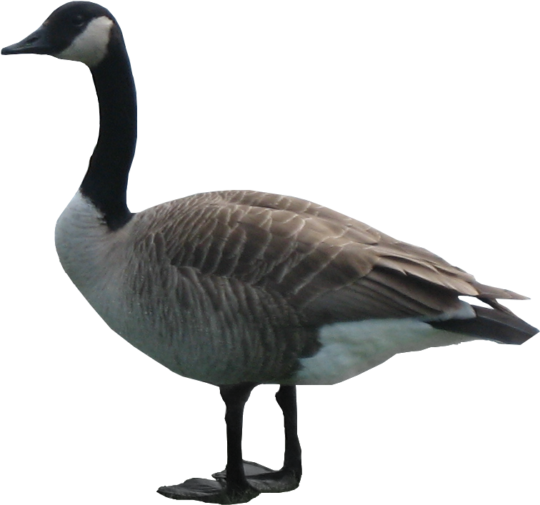 Goose PNG Image File