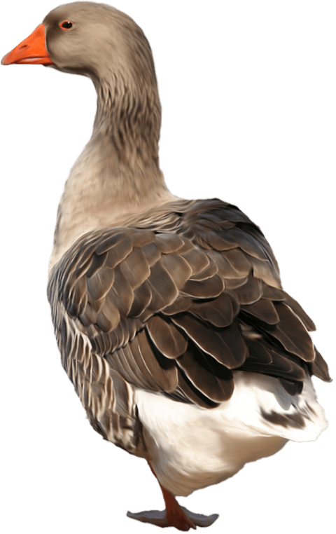 Goose PNG Image HD