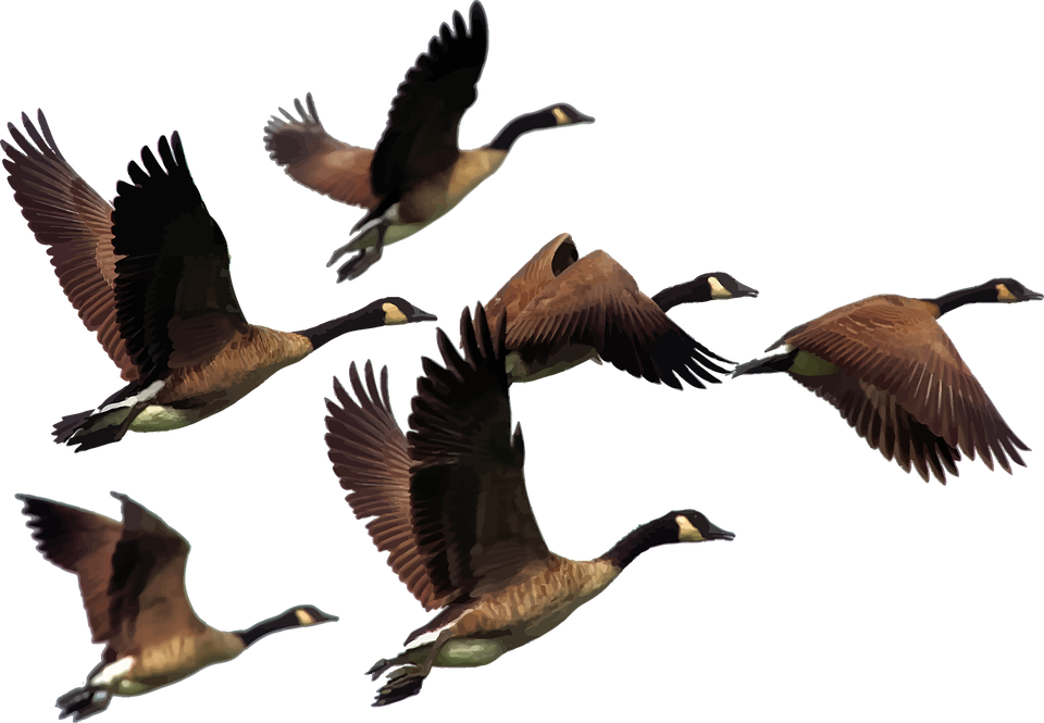 Goose PNG -afbeelding