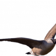 Goose PNG Images