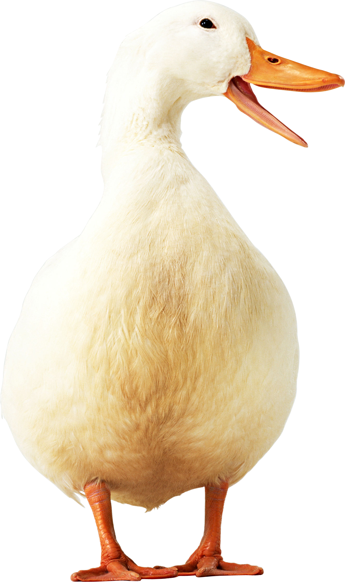 Goose PNG Images HD