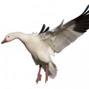 Goose PNG -foto