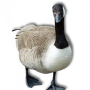 Goose PNG -fotos