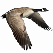 Goose PNG -foto
