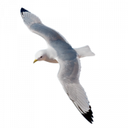 Gull Background PNG