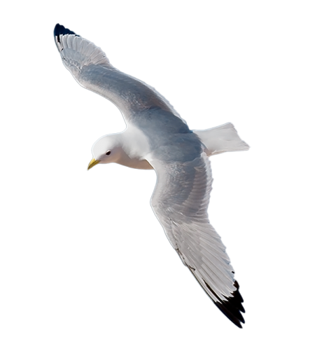 Gull Background PNG