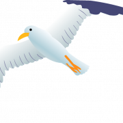 Gull PNG Background