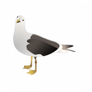 Gull PNG Clipart