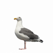Gull PNG Cutout