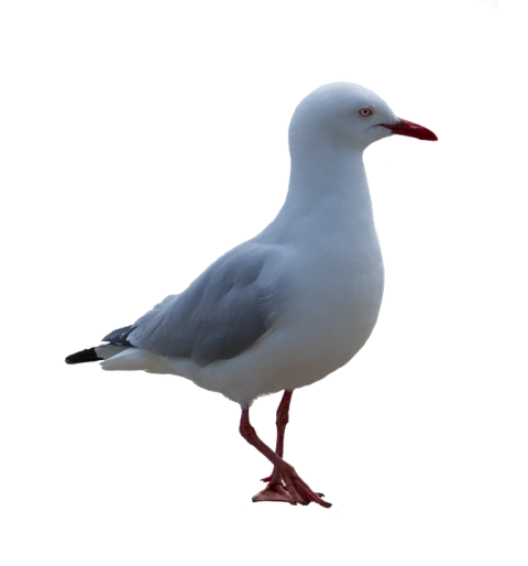 Gull PNG File