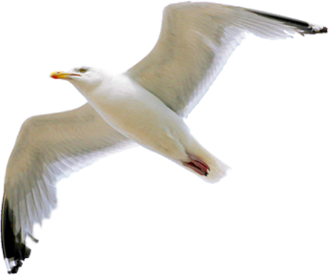 Gull PNG HD Image