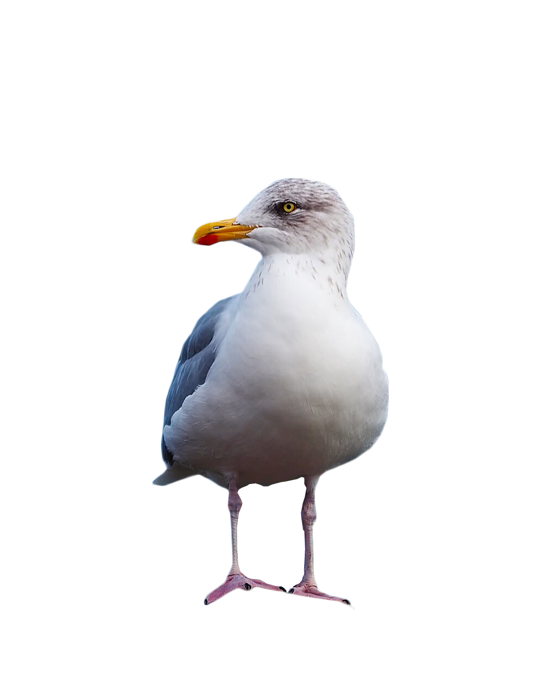 Gull PNG Image HD
