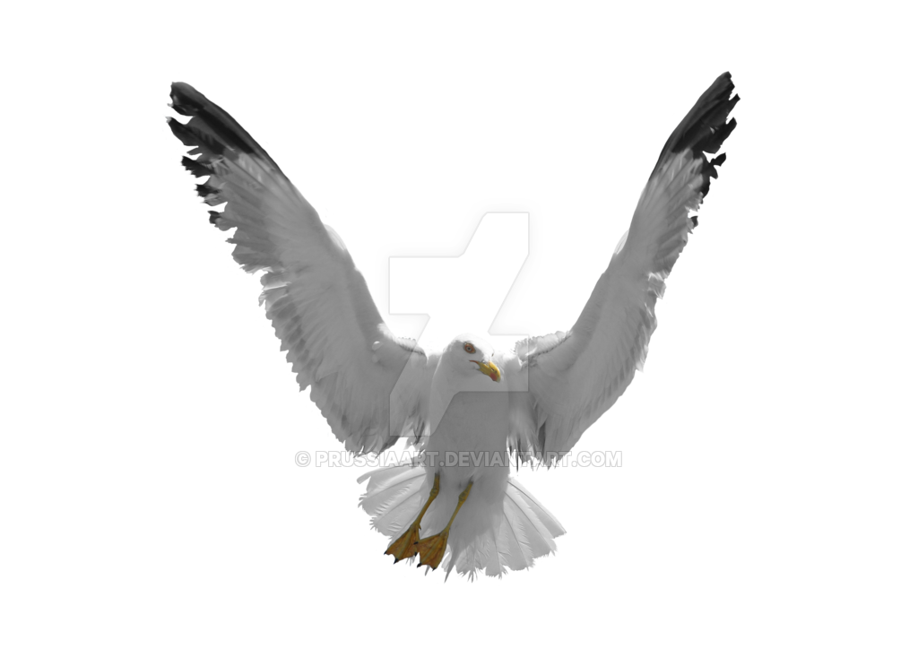 Gull PNG Image