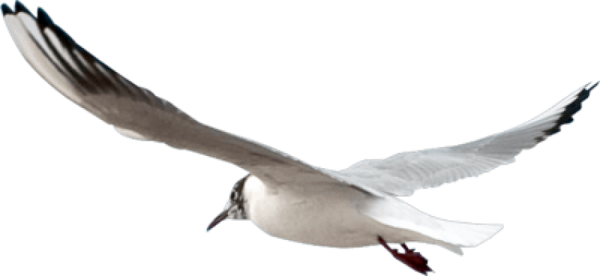 Gull PNG Images HD