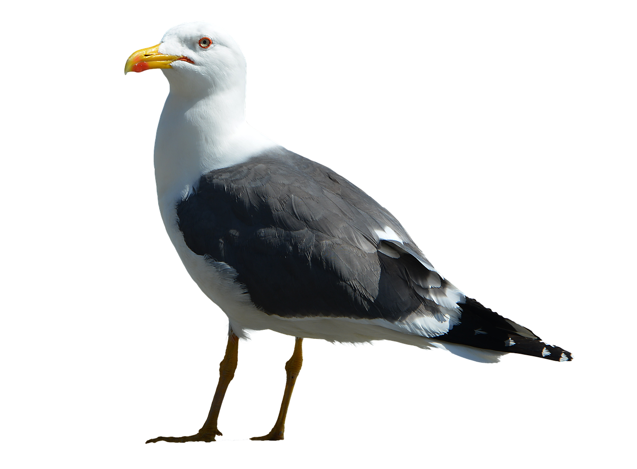 Gull PNG Images