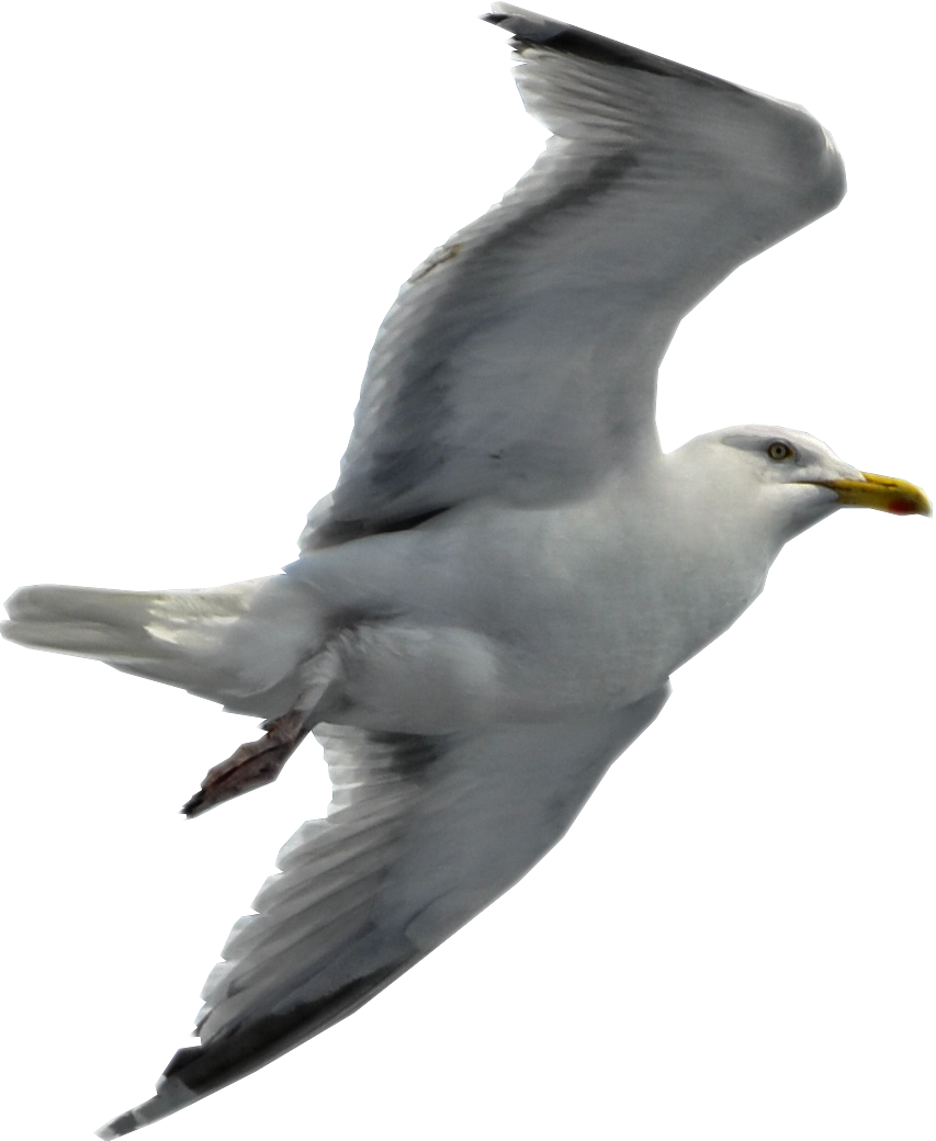 Gull PNG Photo