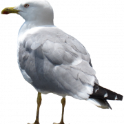 Gull PNG Photos