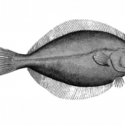 Halibut PNG Picture