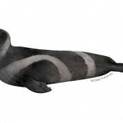 Harbor Seal PNG