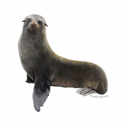Harbour Seal PNG HD Imahe