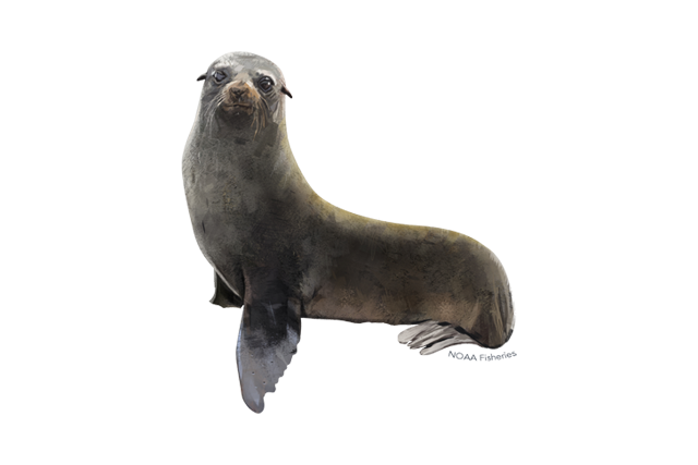 Harbor Seal PNG HD Image