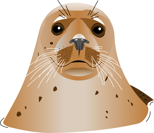 Harbor Seal PNG Image File