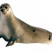 Harbor Seal PNG Images