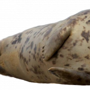 Harbour SEAL PNG Images HD