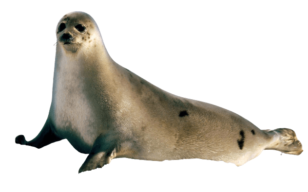 Harbor Seal PNG Images