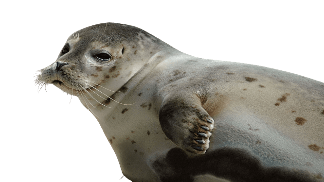 Harbor Seal PNG Photo