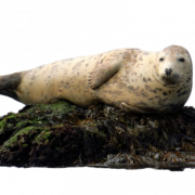 Harbor Seal PNG Pic