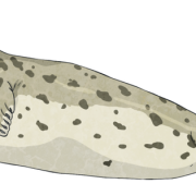 Harbour Seal Png Picture