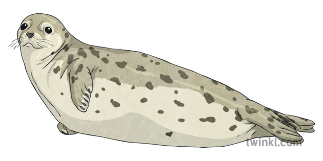 Harbor Seal PNG Picture