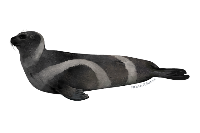 Harbor Seal PNG