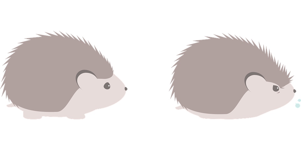 Hedgehog Background PNG