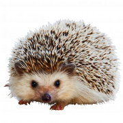 Hedgehog Nessun background