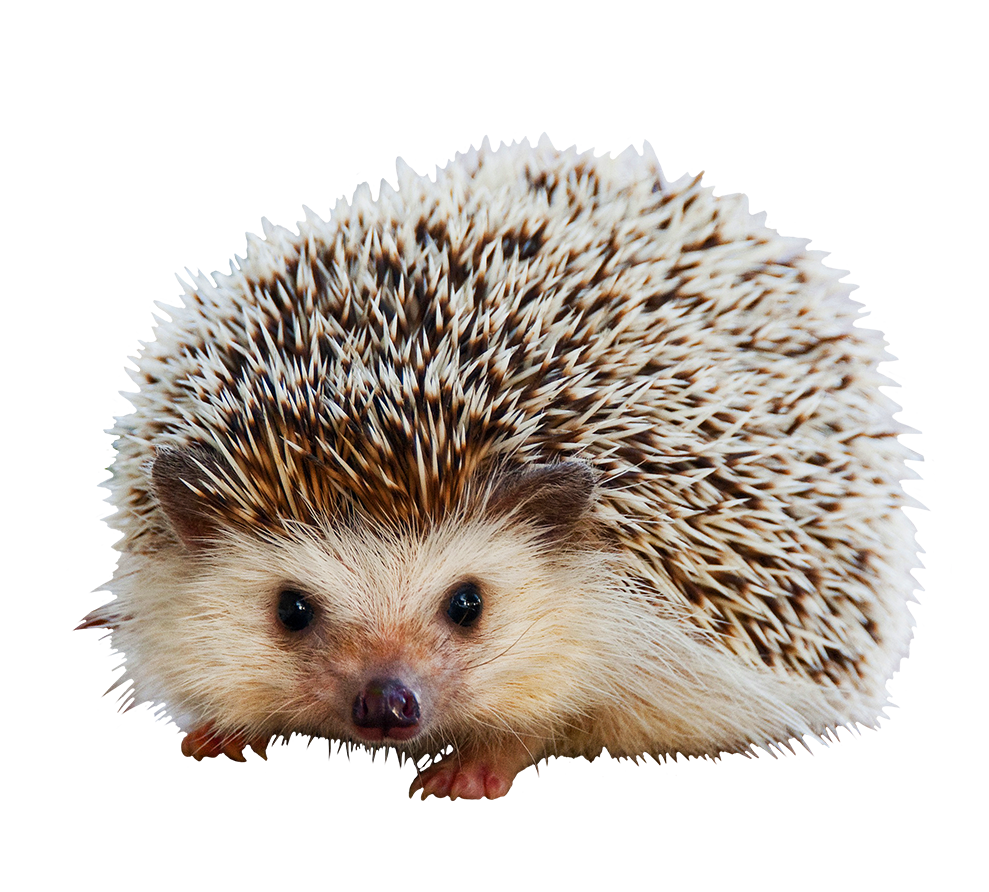 Hedgehog No Background