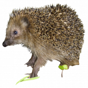 Hedgehog PNG Background