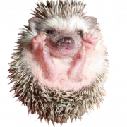 Hedgehog PNG Clipart