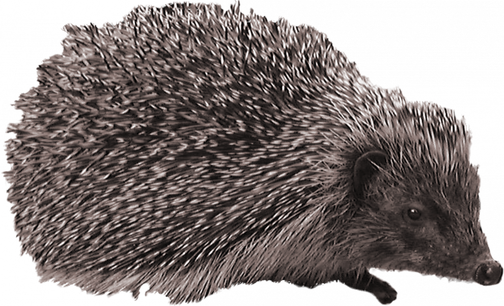 Hedgehog PNG Cutout