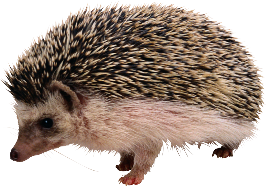 Hedgehog PNG File