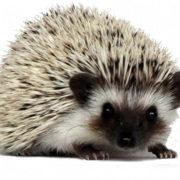 Hedgehog PNG HD Image