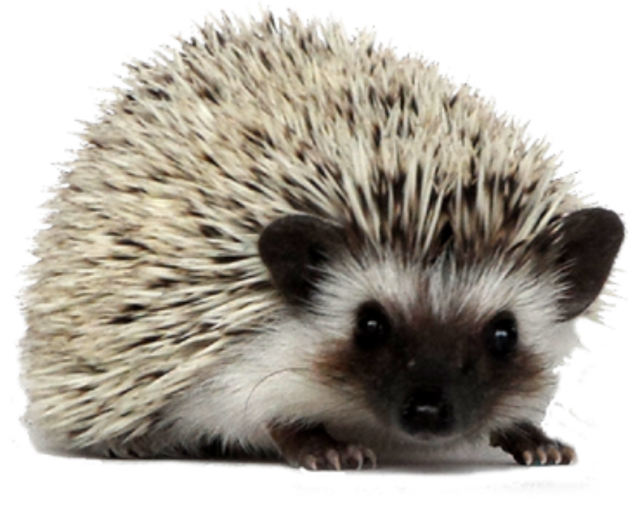 Hedgehog PNG HD Image