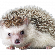 Hedgehog PNG Image