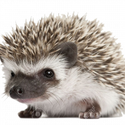 Hedgehog PNG Image File