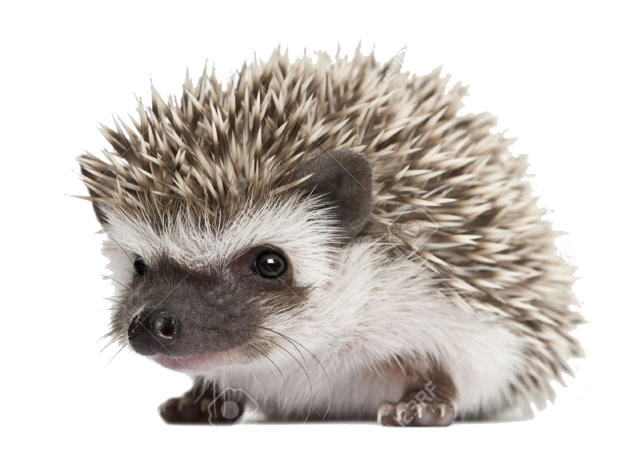Hedgehog PNG Image File