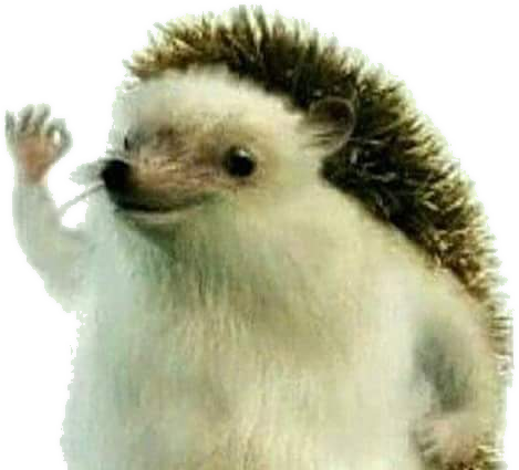 Hedgehog PNG Image HD