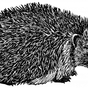Hedgehog PNG Photo