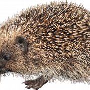 Hedgehog PNG Pic